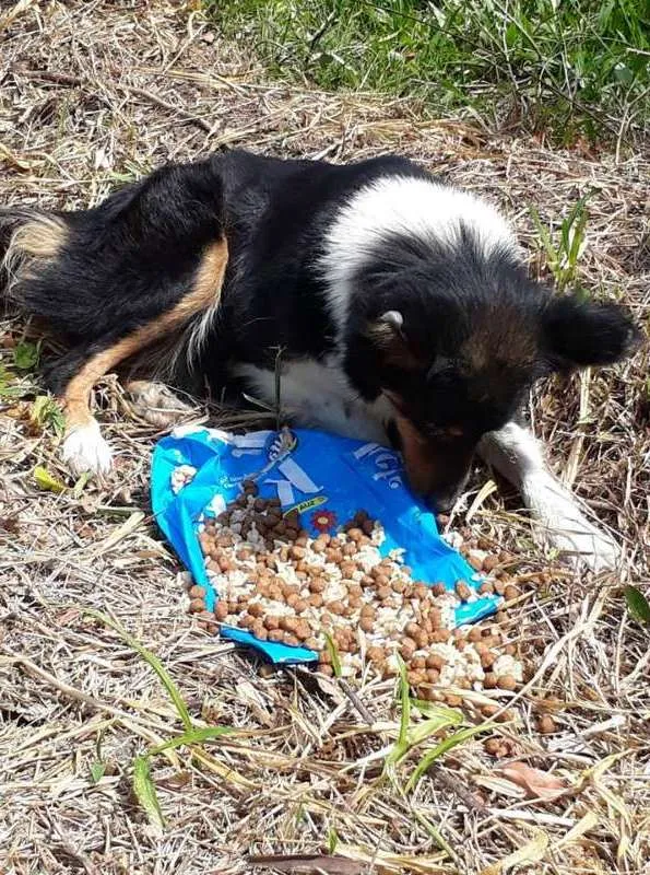 Cachorro raça Border Collie idade 6 ou mais anos nome Border Collie