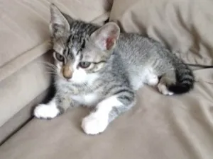 Gato raça  idade 2 a 6 meses nome Alice