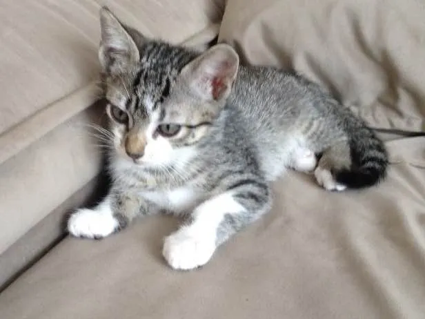 Gato ra a  idade 2 a 6 meses nome Alice