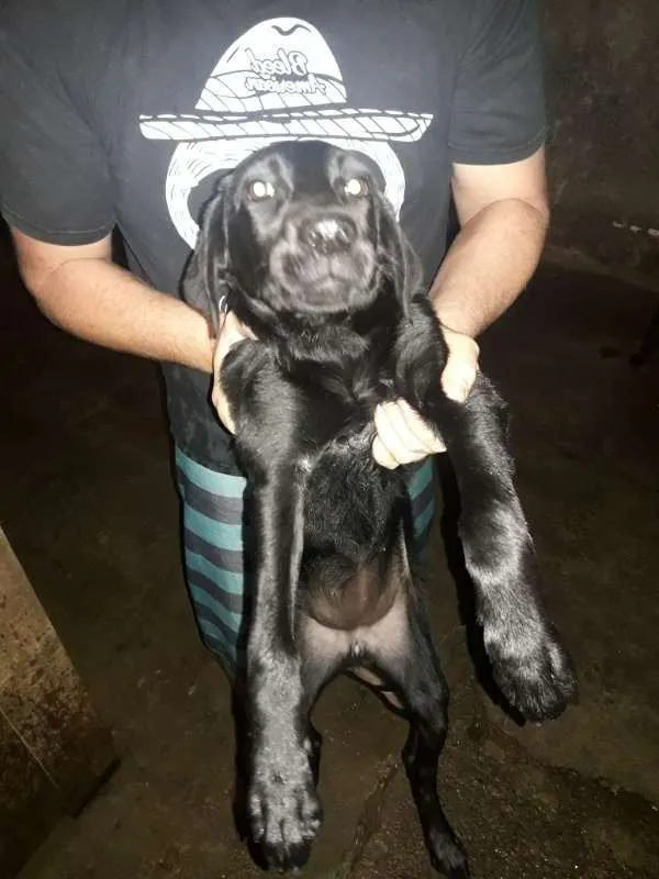 Cachorro raça Labrador com rottweiler idade 2 a 6 meses nome sem nome