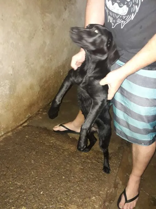 Cachorro raça Labrador com rottweiler idade 2 a 6 meses nome sem nome