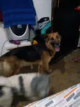 Lassie