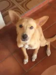 Bento