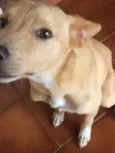 Bento