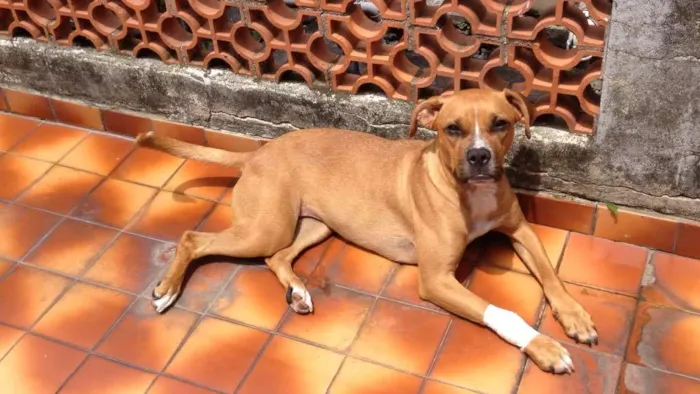 Cachorro ra a Boxer idade 1 ano nome Mel