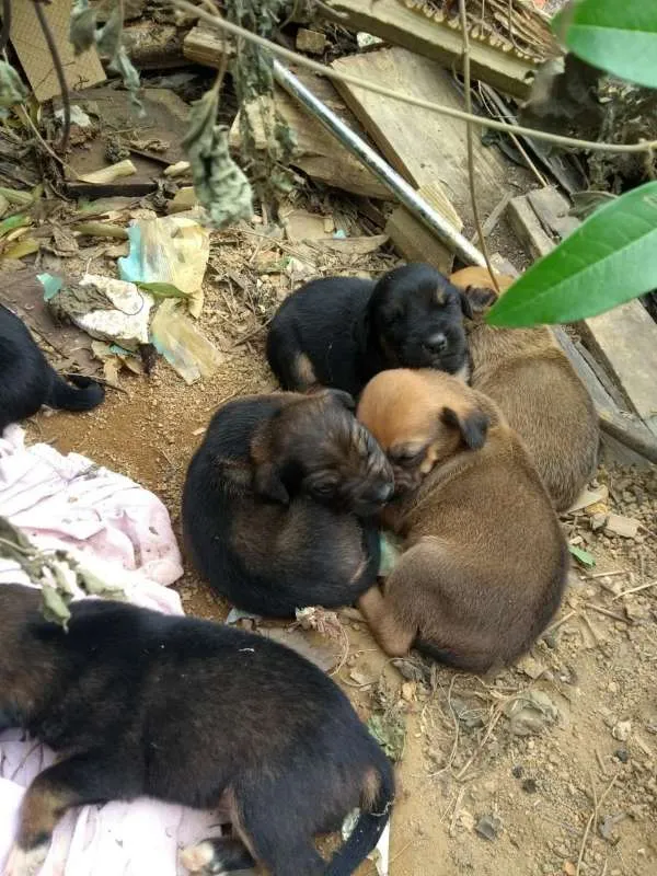 Cachorro raça  idade Abaixo de 2 meses nome FILHOTES