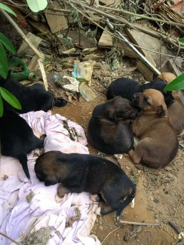 Cachorro raça  idade Abaixo de 2 meses nome FILHOTES
