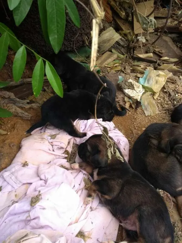 Cachorro raça  idade Abaixo de 2 meses nome FILHOTES