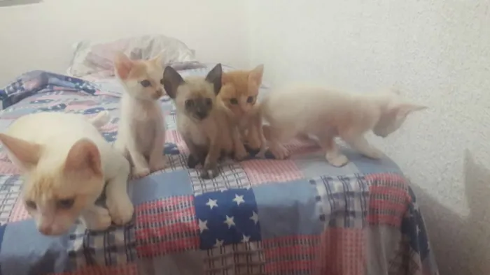 Gato raça Não sabemos idade  nome 2 machos e 2 femeas