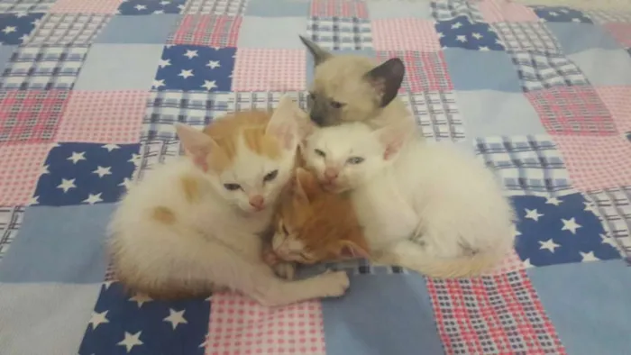 Gato raça Não sabemos idade  nome 2 machos e 2 femeas