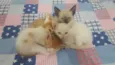 Gato raça Não sabemos idade  nome 2 machos e 2 femeas