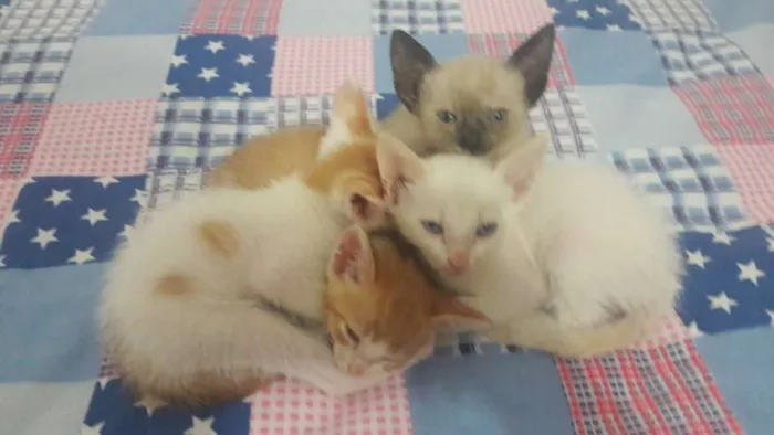 Gato raça Não sabemos idade  nome 2 machos e 2 femeas