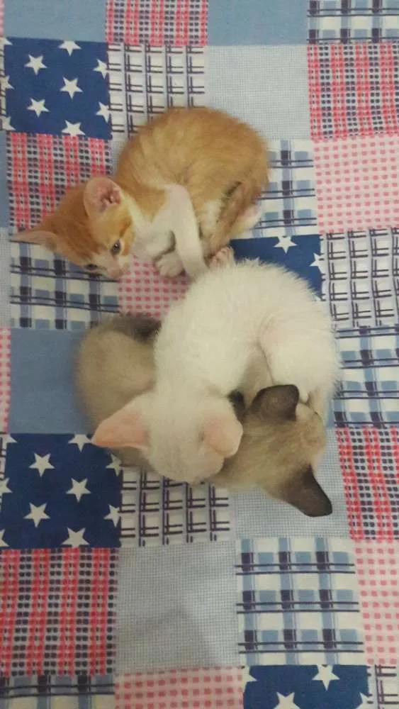 Gato raça Não sabemos idade  nome 2 machos e 2 femeas