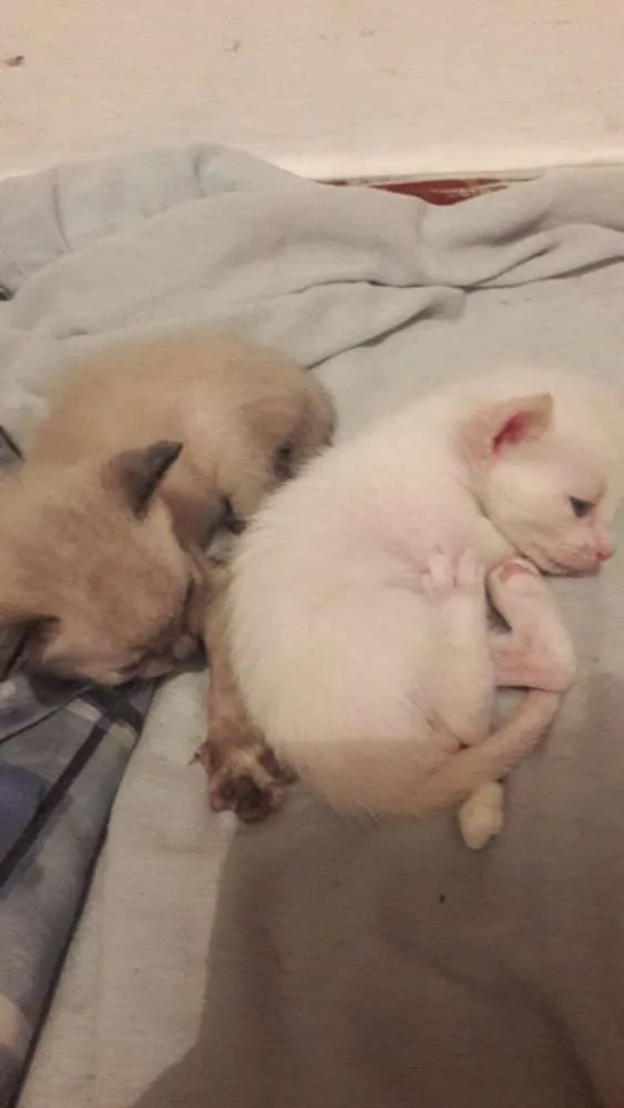 Gato raça Não sabemos idade  nome 2 machos e 2 femeas