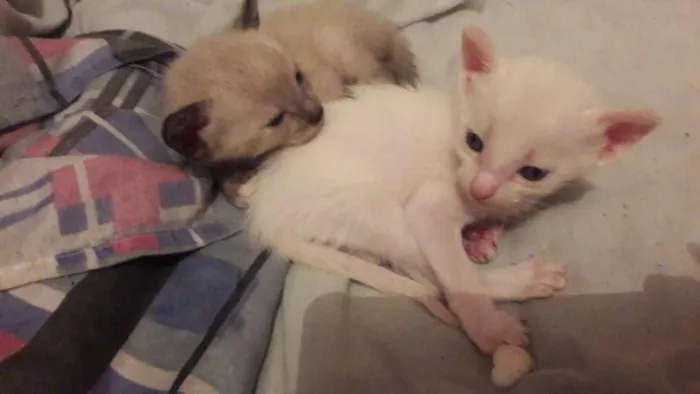 Gato raça Não sabemos idade  nome 2 machos e 2 femeas