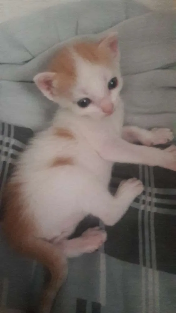 Gato raça Não sabemos idade  nome 2 machos e 2 femeas