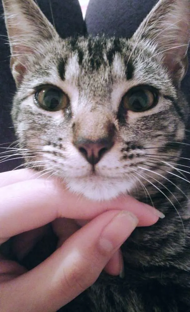 Gato raça  idade 7 a 11 meses nome Leona
