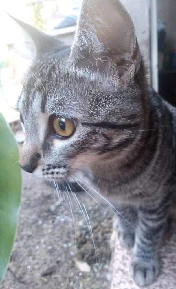 Gato raça  idade 7 a 11 meses nome Leona