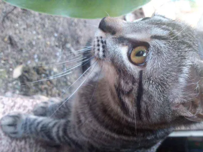 Gato raça  idade 7 a 11 meses nome Leona