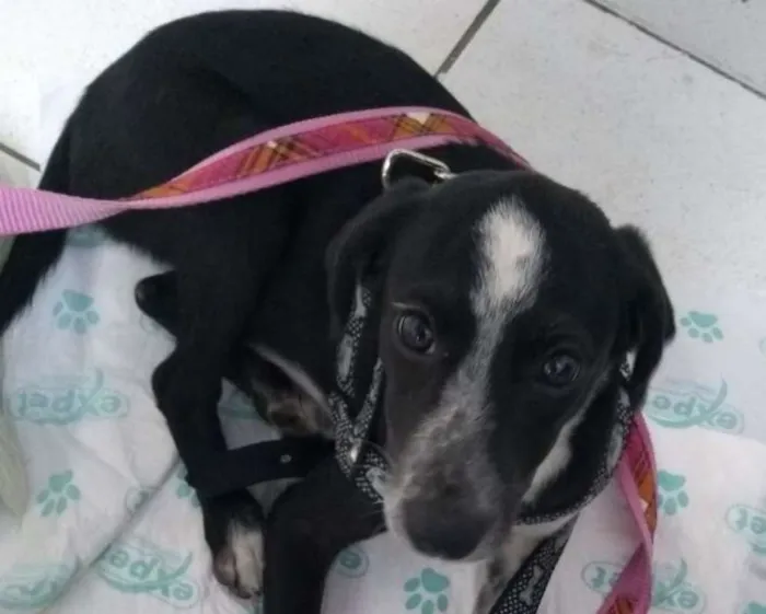 Cachorro ra a MIX SRD idade  nome DUDA