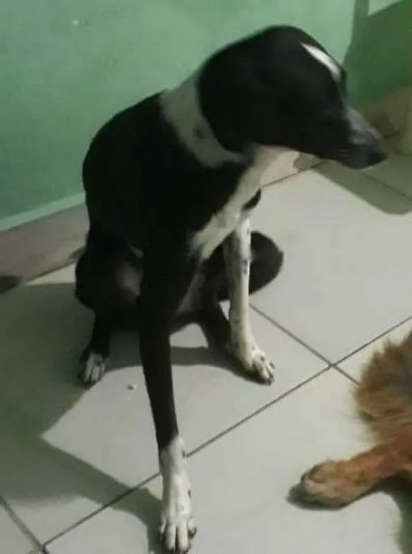 Cachorro ra a MIX SRD idade  nome DUDA