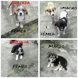 Mel, Bob, Amora,Thor