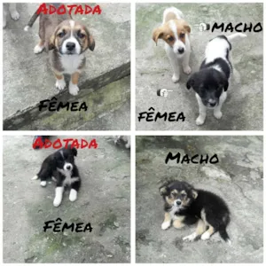 Cachorro raça Vira lata idade 2 a 6 meses nome Mel, Bob, Amora,Thor
