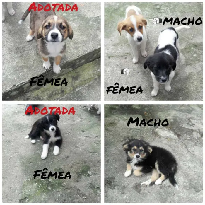 Cachorro ra a Vira lata idade 2 a 6 meses nome Mel, Bob, Amora,Thor
