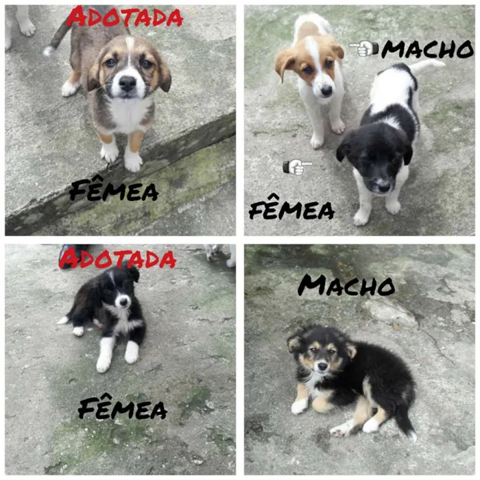 Cachorro ra a Vira lata idade 2 a 6 meses nome Bob, Amora e Thor 