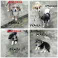 Bob, Amora e Thor