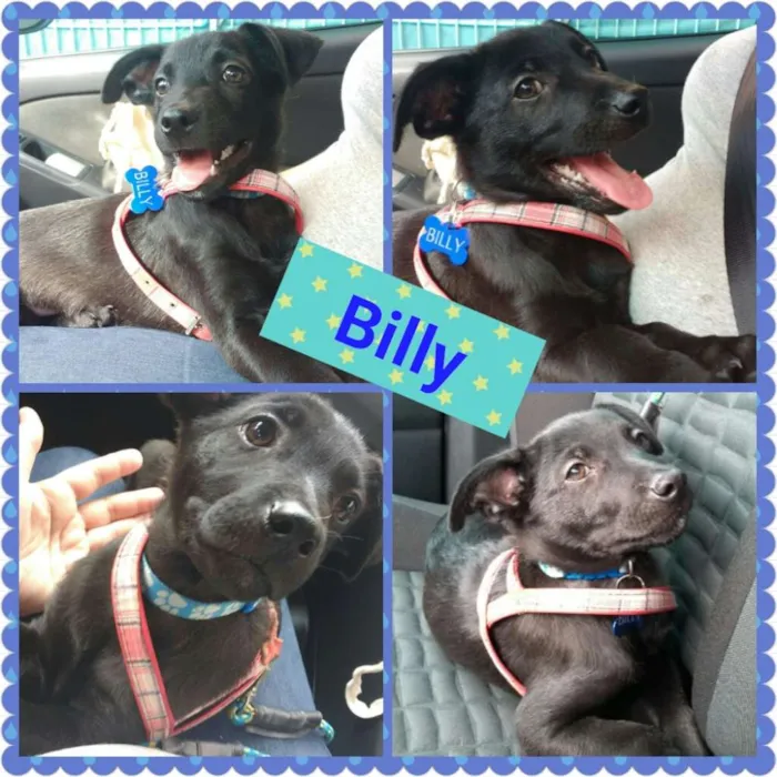 Cachorro ra a Srd idade 2 a 6 meses nome Lise e Billy