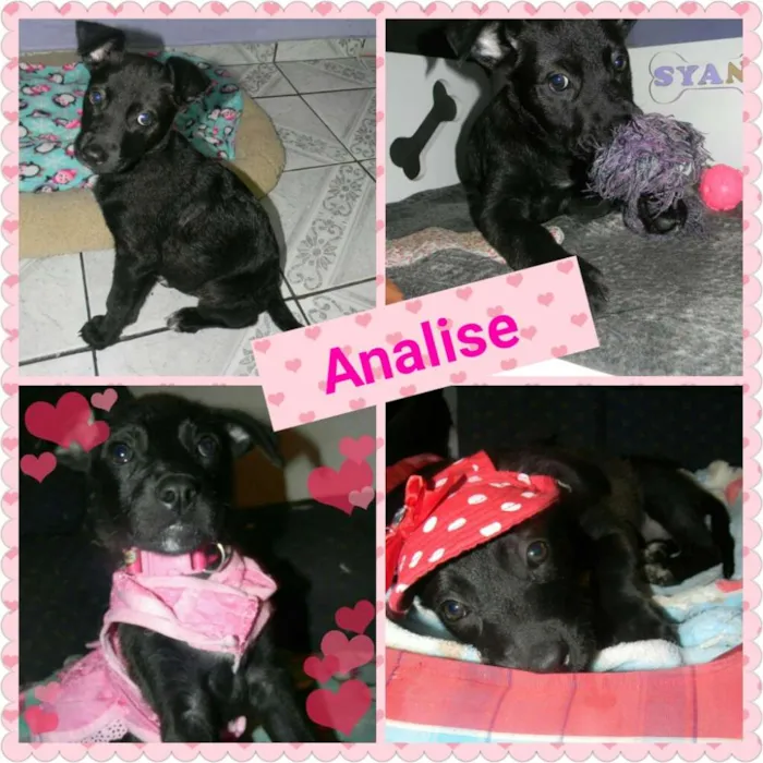 Cachorro ra a Srd idade 2 a 6 meses nome Lise e Billy