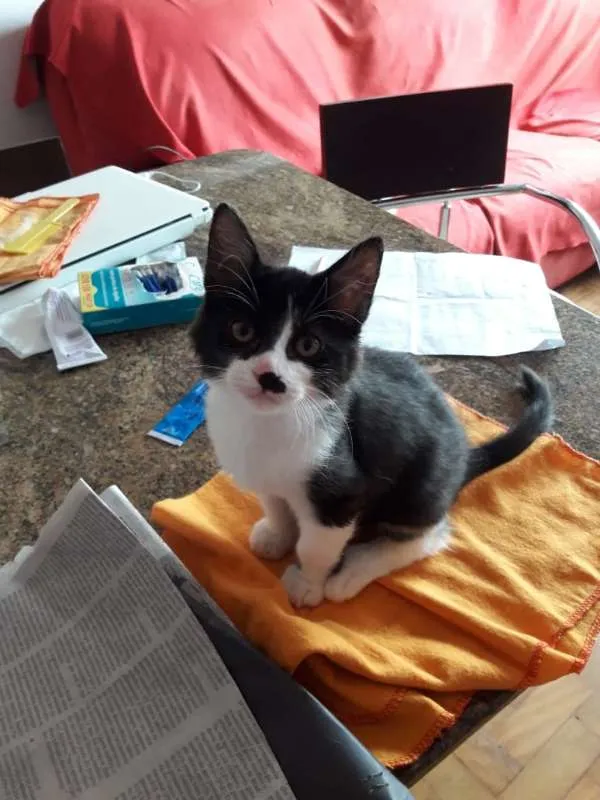 Gato ra a  idade 2 a 6 meses nome JACÓ CAIN