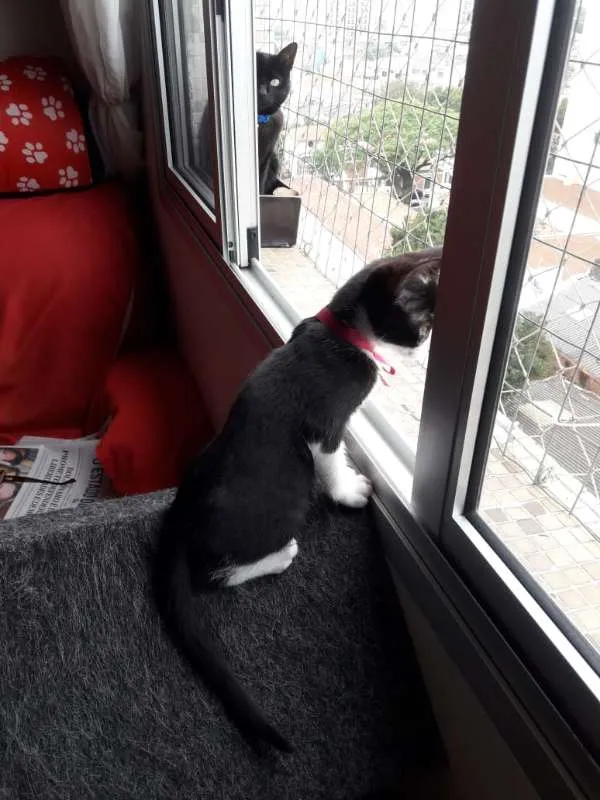 Gato ra a  idade 2 a 6 meses nome JACÓ CAIN