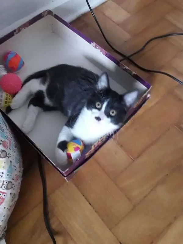 Gato ra a  idade 2 a 6 meses nome JACÓ CAIN
