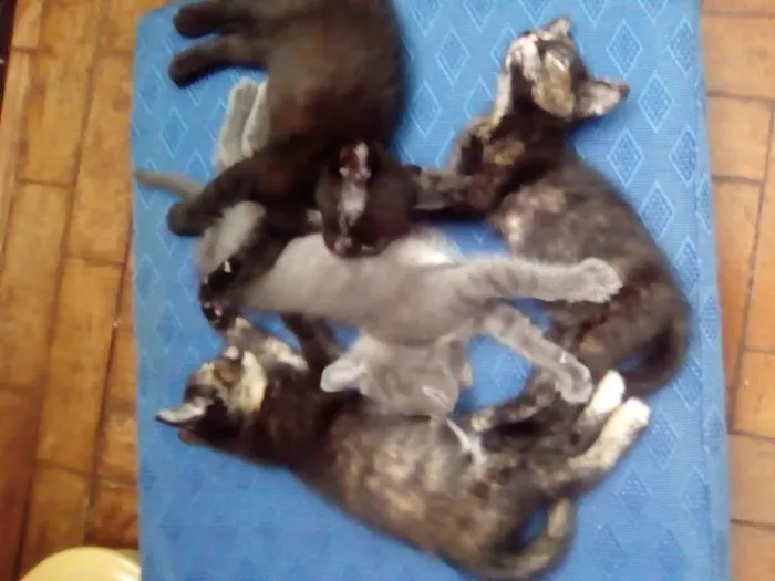 Gato ra a Srd idade 2 a 6 meses nome Não tem