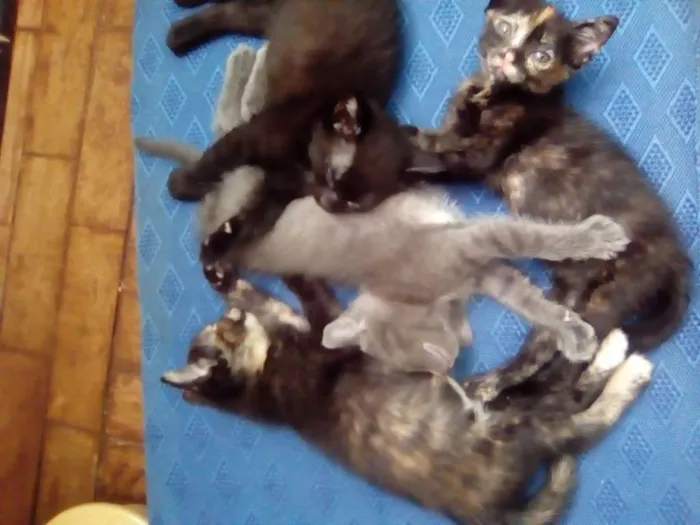 Gato ra a Srd idade 2 a 6 meses nome Não tem