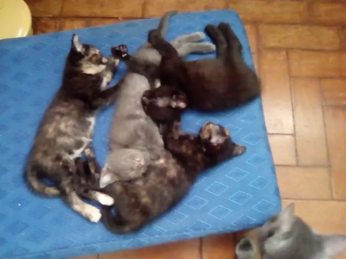 Gato ra a Srd idade 2 a 6 meses nome Não tem