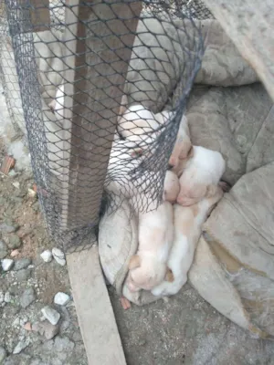 Cachorro raça SRD idade 1 ano nome Sem nome 