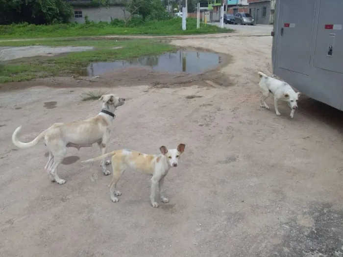 Cachorro raça SRD idade 1 ano nome Sem nome 