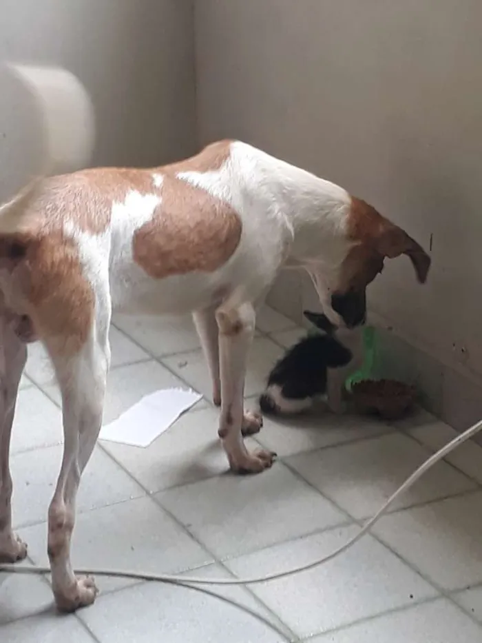 Cachorro ra a Nao sei a raça idade  nome Leão 