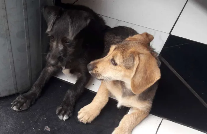 Cachorro ra a Vira lata  idade 2 a 6 meses nome Sem nome