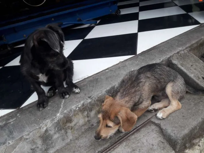 Cachorro ra a Vira lata  idade 2 a 6 meses nome Sem nome