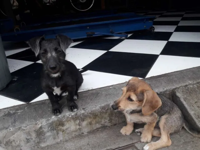 Cachorro ra a Vira lata  idade 2 a 6 meses nome Sem nome
