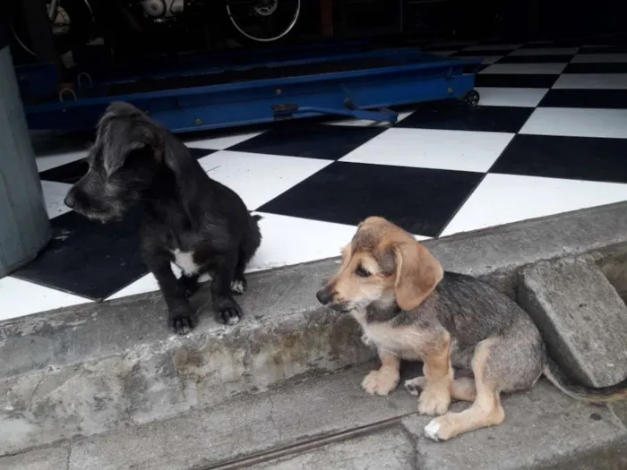 Cachorro ra a Vira lata  idade 2 a 6 meses nome Sem nome