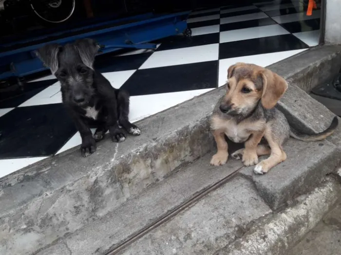 Cachorro ra a Vira lata  idade 2 a 6 meses nome Sem nome