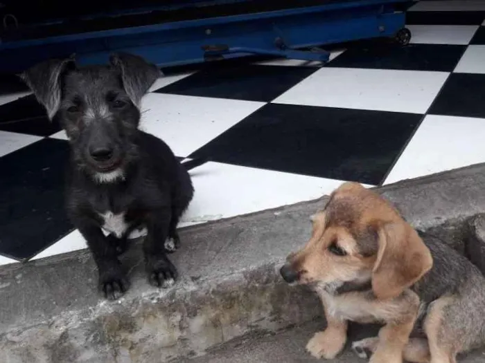 Cachorro ra a Vira lata  idade 2 a 6 meses nome Sem nome