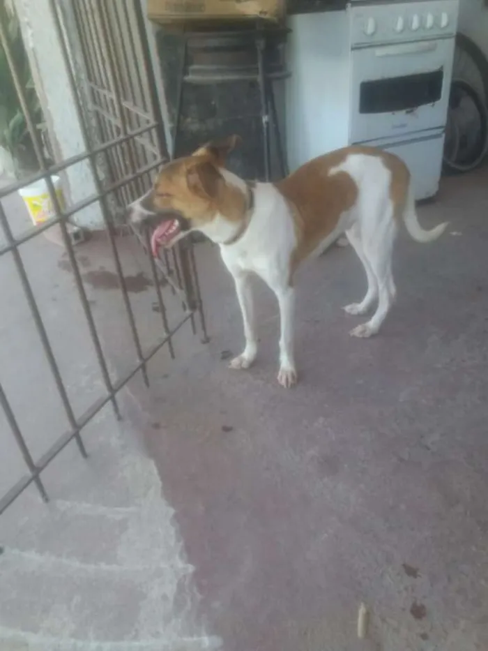 Cachorro ra a Nao sei a raça idade  nome Leão 