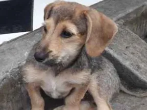Cachorro raça Vira lata  idade 2 a 6 meses nome Sem nome