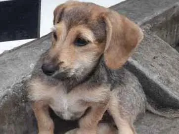 Cachorro ra a Vira lata  idade 2 a 6 meses nome Sem nome